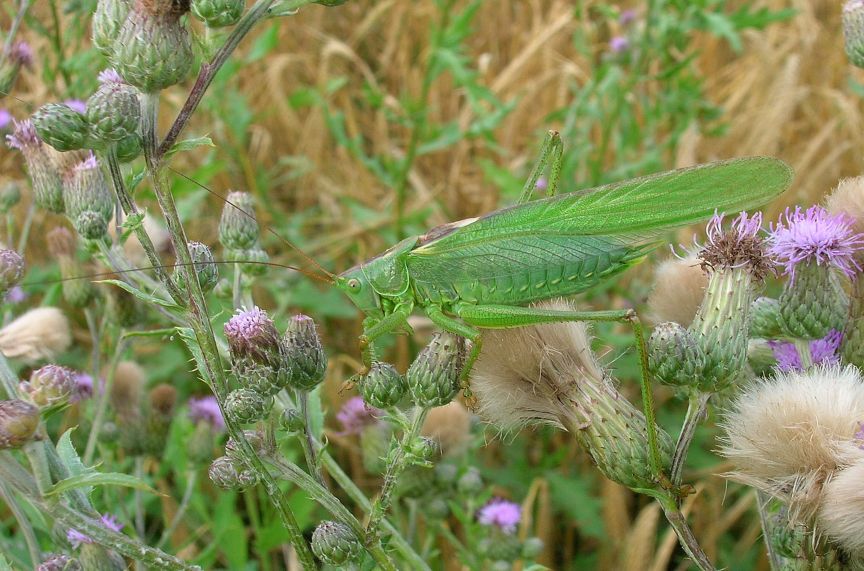 Tettigonia viridissima maschio